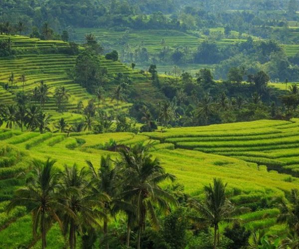 Jatiluwih UNESCO Rice Terrace2