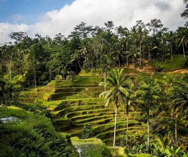 Tegalalang Rice Terrace